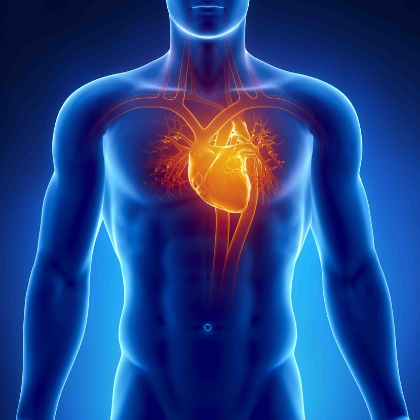 La proteína-c obligatoria de la miosina cardiaca fosforilizada logra que las paredes del corazón se flexibilicen, lo que aumenta la fuerza y frecuencia de la contracción del músculo cardiaco.