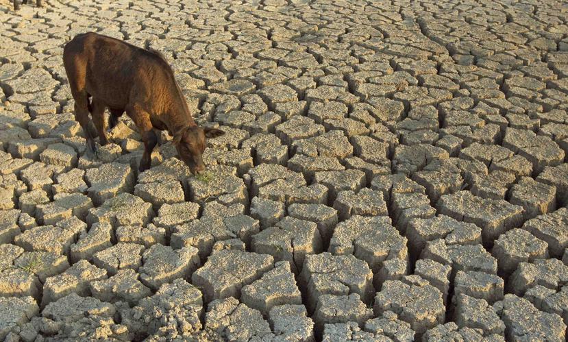 Sequías o lluvias a niveles extremos son propiciadas por el cambio climático que afecta a todo el planeta y pone en riesgo de morir de hambre a cientos de millones de personas. (Archivo / GFR Media)
