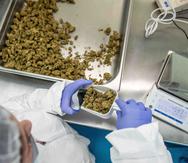 En Puerto Rico, hay dos leyes que prohíben el discrimen laboral contra pacientes que utilizan cannabis, pero todavía no se ha adoptado el reglamento necesario para implementar los estatutos.