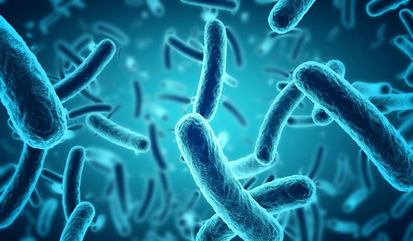 Bacterias en 3D. (Shutterstock)