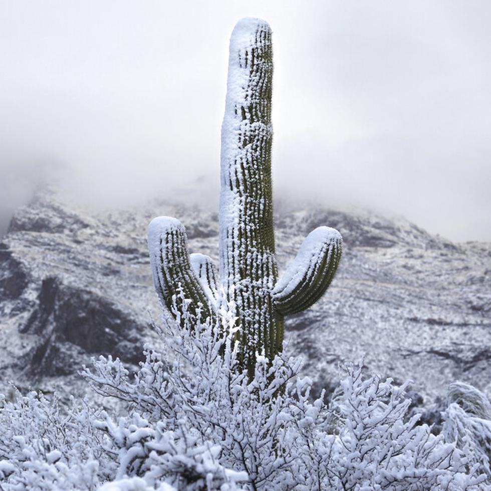 La nieve cubre la falda de las montañas Santa Catalina en el norte de Tucson, Arizona, el 2 de marzo de 2023. (Rick Wiley/Arizona Daily Star vía AP)