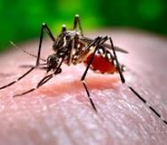 La enfermedad chikungunya (CHIKV) es causada por un virus que lleva el mismo nombre y se transmite por la picada del mosquito Aedes aegypti.