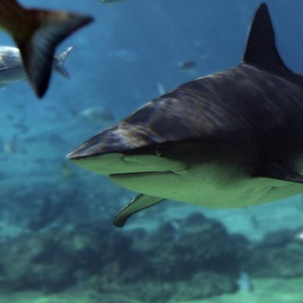 Los tiburones más agresivos son el tiburón toro y el tiburón tigre. (Archivo)