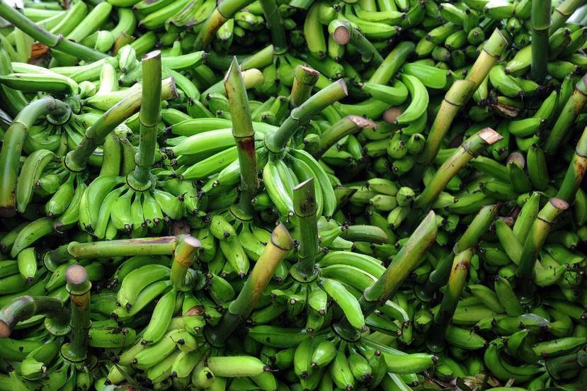 La cosecha de plátano fue una de las más impactadas por el paso de los huracanes Irma y María, lo cual ha causado una merma en el producto. (Archivo / GFR Media)