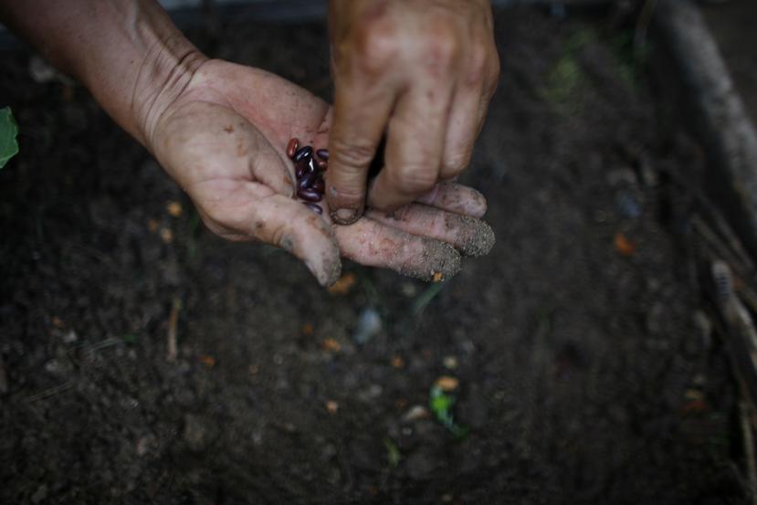 El Departamento de Agricultura indicó que la División de Sanidad Vegetal trabaja con entidades federales para manejar el recogido de las semillas en Puerto Rico y la evaluación correspondiente.