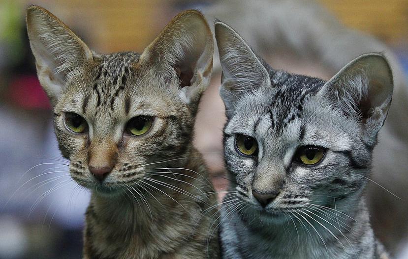 La prensa francesa se pregunta si los felinos serán eficaces en la lucha contra los ratones que viven en el edificio ministerial (AP).