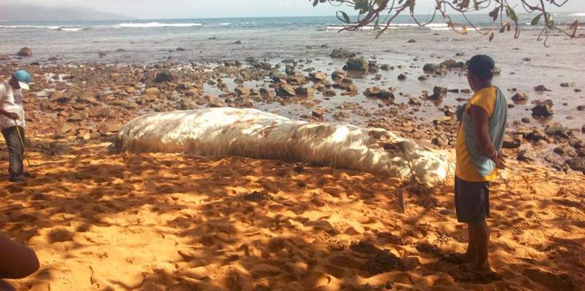 La criatura de pelaje largo y blanco varó en la arena de una playa en Filipinas. (Captura Facebook)