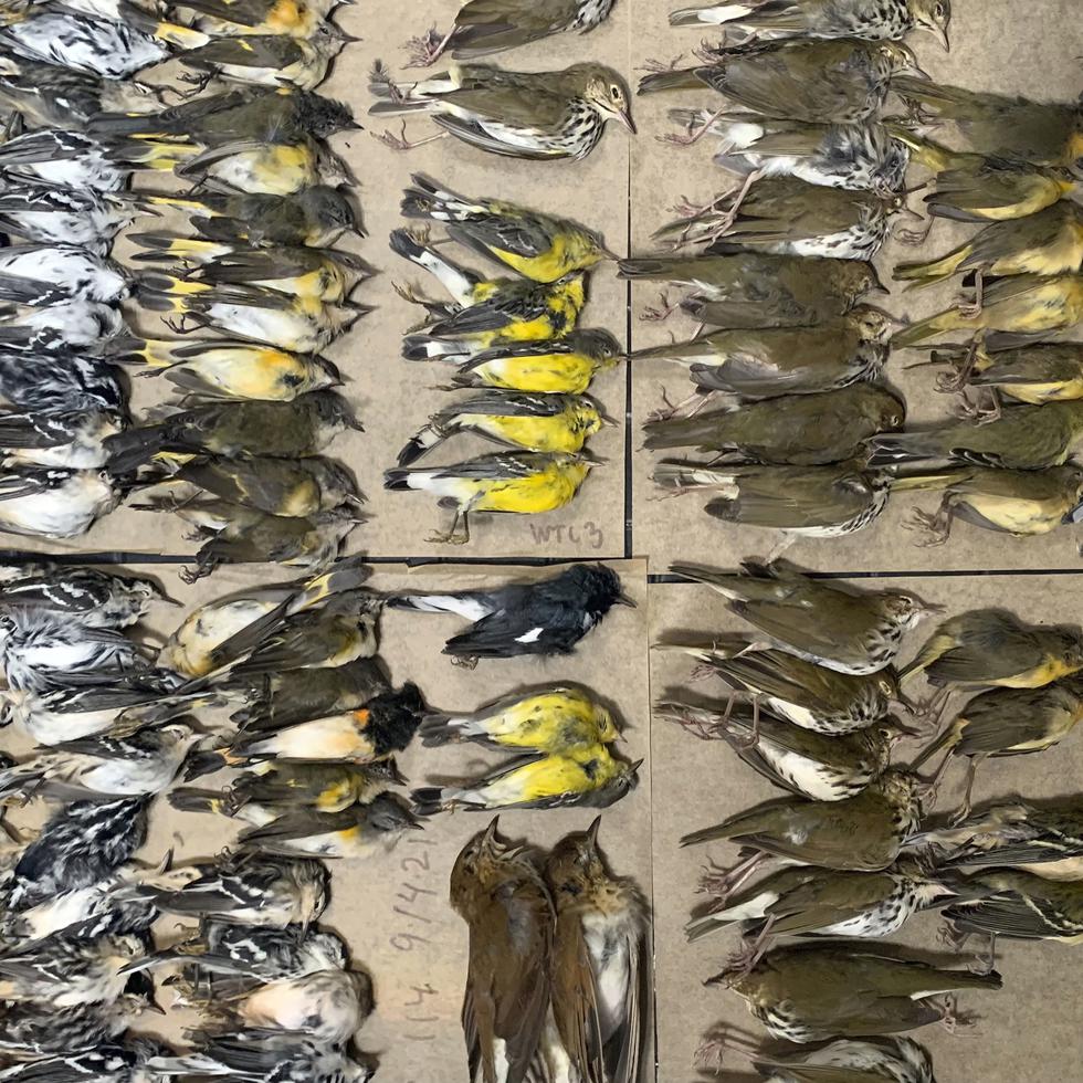 Gran cantidad de aves muertas que fueron recolectadas en las inmediaciones del World Trade Center de Nueva York.