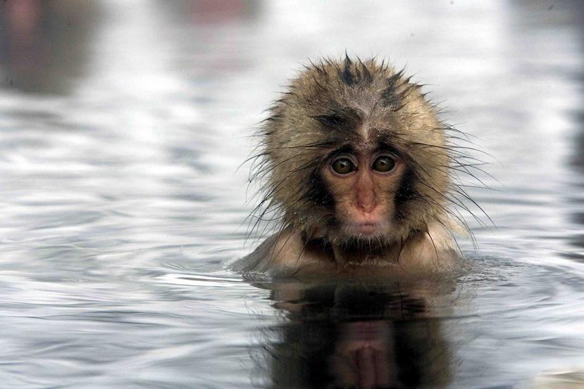 Una cría de macaco se baña en las aguas termales de uno de los balnearios, conocidos como "onsen", de Jigokudani, en la provincia de Nagano, en el noreste de Japón. (EFE)