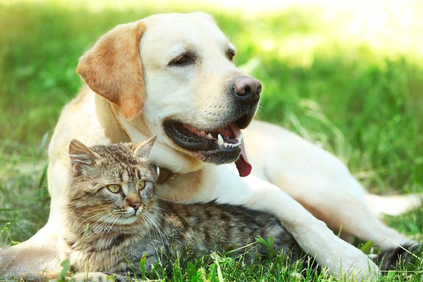 Recomiendan tomar las medidas necesarias con los perros y los gatos. (Shutterstock)