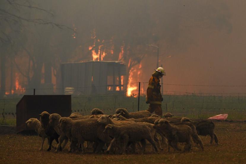 Los incendios, en su mayoría, han afectado las zonas boscosas, no así las praderas. (AP)