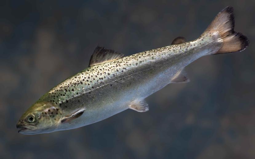 AquaBounty Technologies muestra un salmón en el criadero de la empresa en Fortune. (AP)