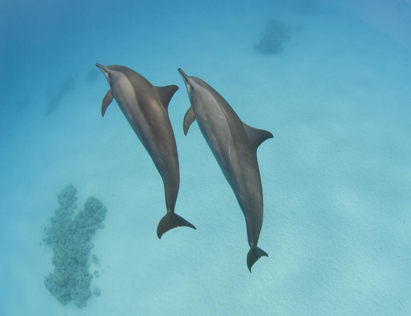 Los delfines, de la especie "stenella longirostris", fueron descubiertos sin vida entre el domingo y el martes pasado.