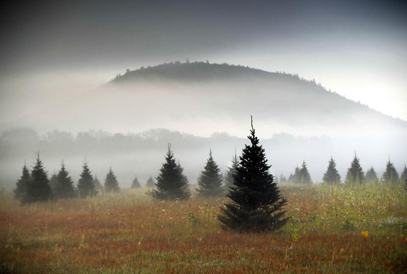 Una granja de árboles de Navidad, en Maine. Amazon planea vender árboles navideños a partir de noviembre de 2018. (AP)