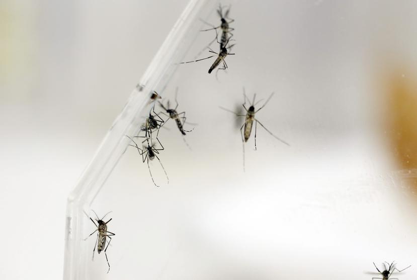 Los investigadores de la Fiocruz aislaron el virus del Zika recogido en organismos de mosquitos del género Culex y descifraron la secuencia genética del mismo. (Agencia EFE)