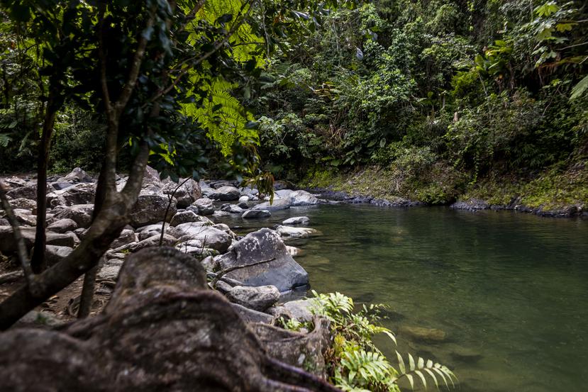 Visita al río Mameyes y río la Mina y caminata por la Vereda el Angelito en el Yunque en Luquillo, Puerto Rico.