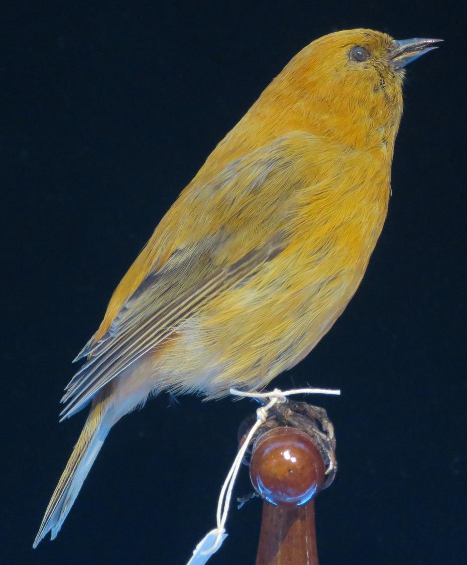 Otra subespecie de los pájaros mieleros, el Maui ʻakepa también fue víctima de la llegada de mosquitos no nativos a la isla de Maui y fue visto por última vez en 1988.