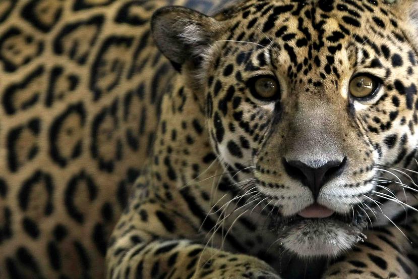 El jaguar es una especie protegida en Guyana y aparece en el escudo de armas del país. (AFP)