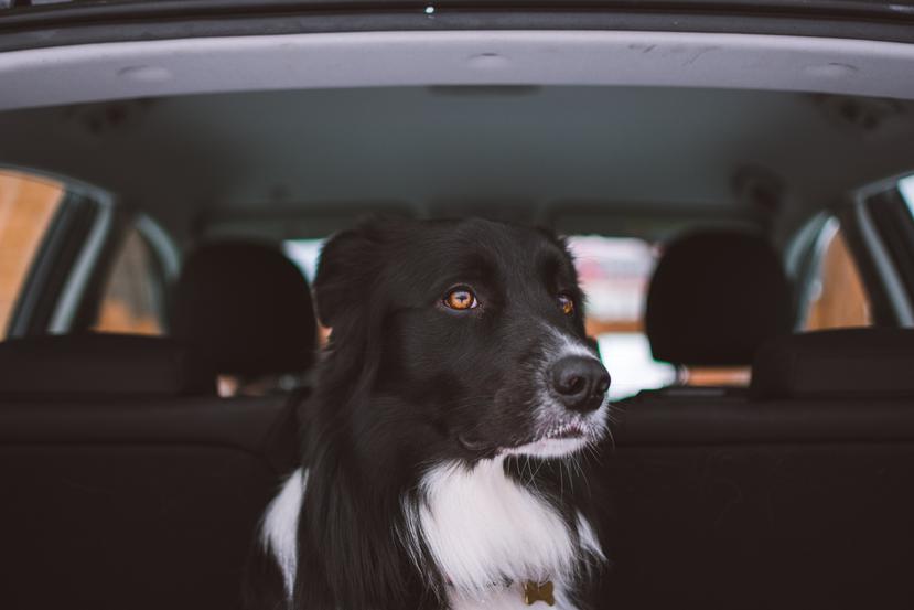 Los perros deben ir amarrados o dentro de una jaula cuando son transportados en un auto.