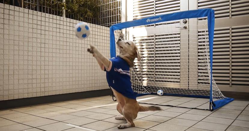 El famoso perro fue bautizado como Súper Beagle debido al sinnúmero de trucos que puede realizar. (Captura / Youtube)