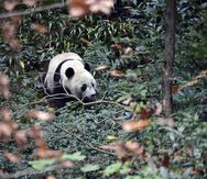 Bei Bei explora su nuevo entorno en su primer día en la base de Bifengxia del Centro de Conservación e Investigación de Pandas Gigantes de China en Ya'an. (AP)