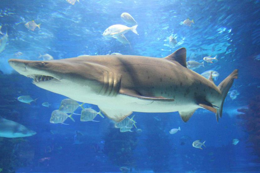Los científicos no especificaron el impacto en la población del tiburón del litoral norte de Cuba, de comenzar el uso a gran escala de este producto. (Suministrada)