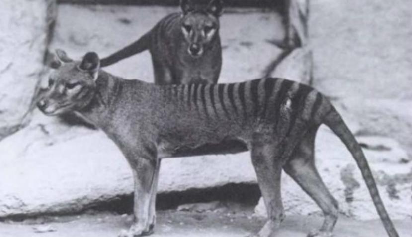 El tigre de Tasmania era nativo de Australia y Nueva Guinea, y se cree que se extinguió en 1936. (Smithsonian Institutions)
