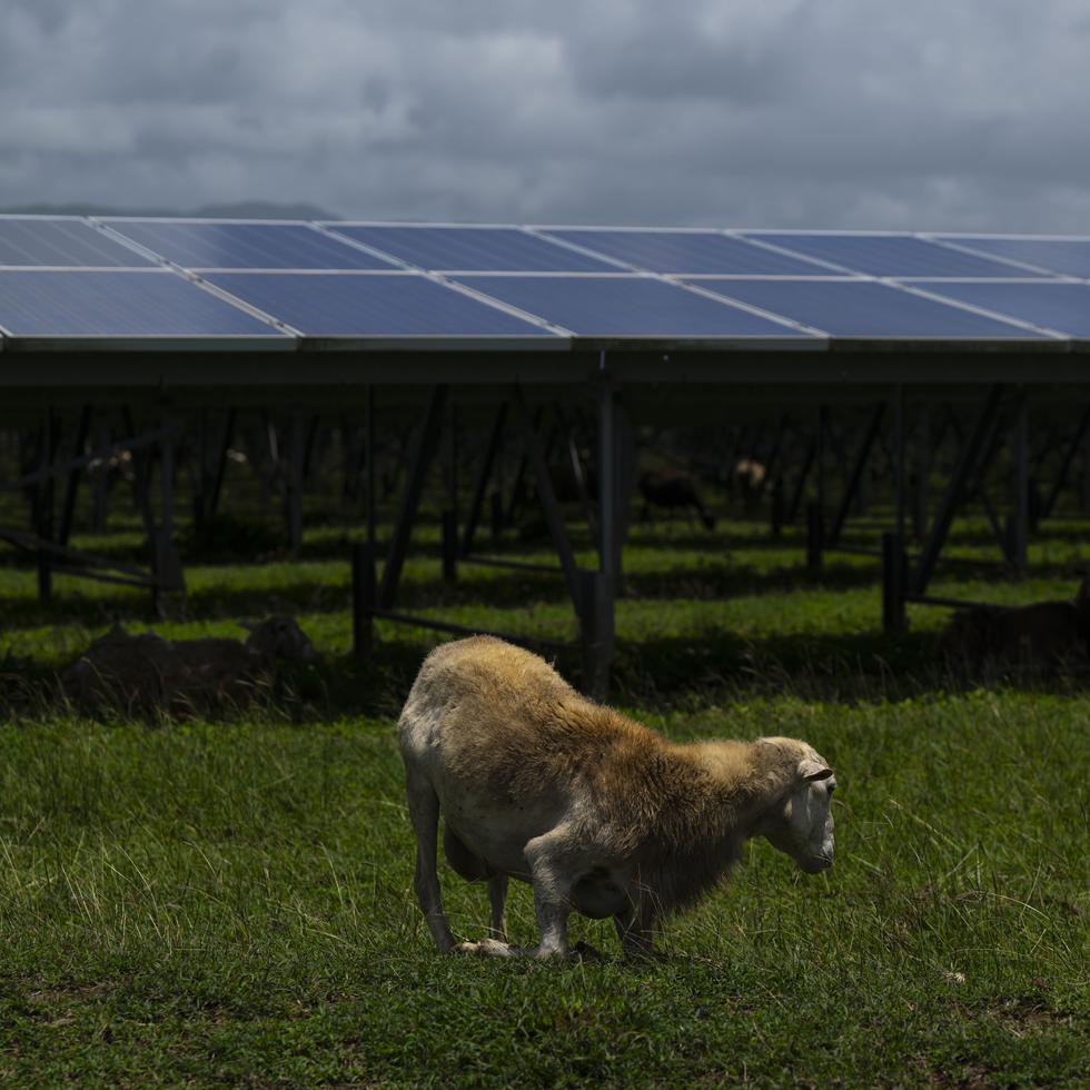Hace una década, AES Ilumina llegó a acuerdos con agricultores solares para acoger cerca de 400 ovejas dentro de los predios de la finca solar en Guayama.