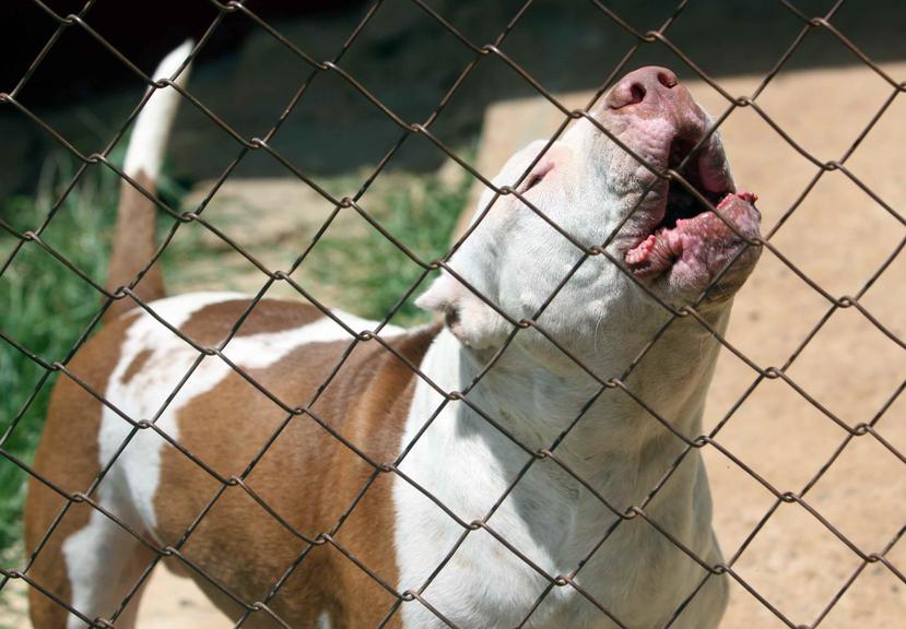 Los perros, de raza pitbull, fueron llevados al Centro de Control de Animales de Guaynabo. (Archivo / GFR Media)