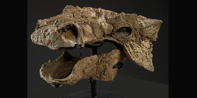 El esqueleto del dinosaurio se encontró en la Judith River Formation de Montana. (Royal Ontario Museum)