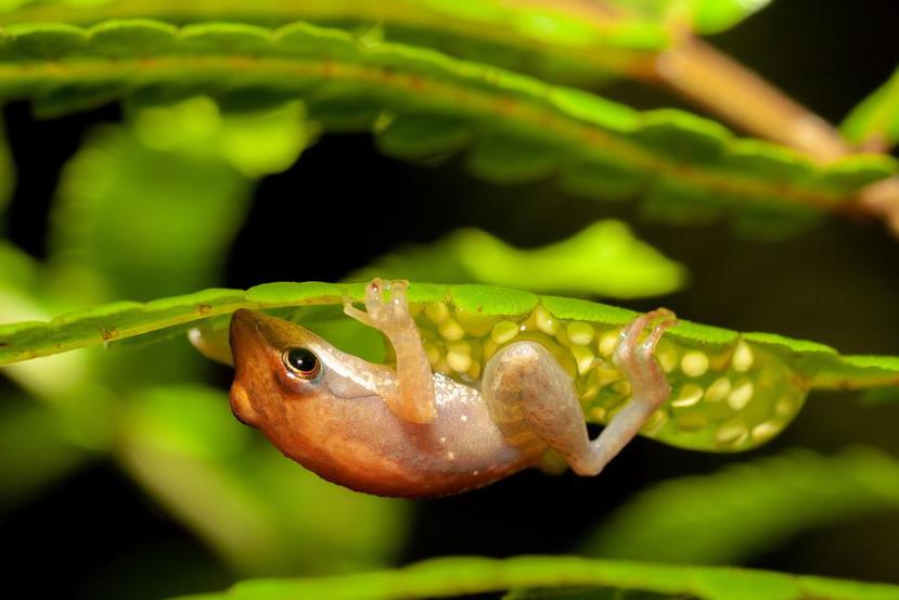 La rana Arbórea de Madagascar una de las especies afectadas por el cambio climático. (Shutterstock)