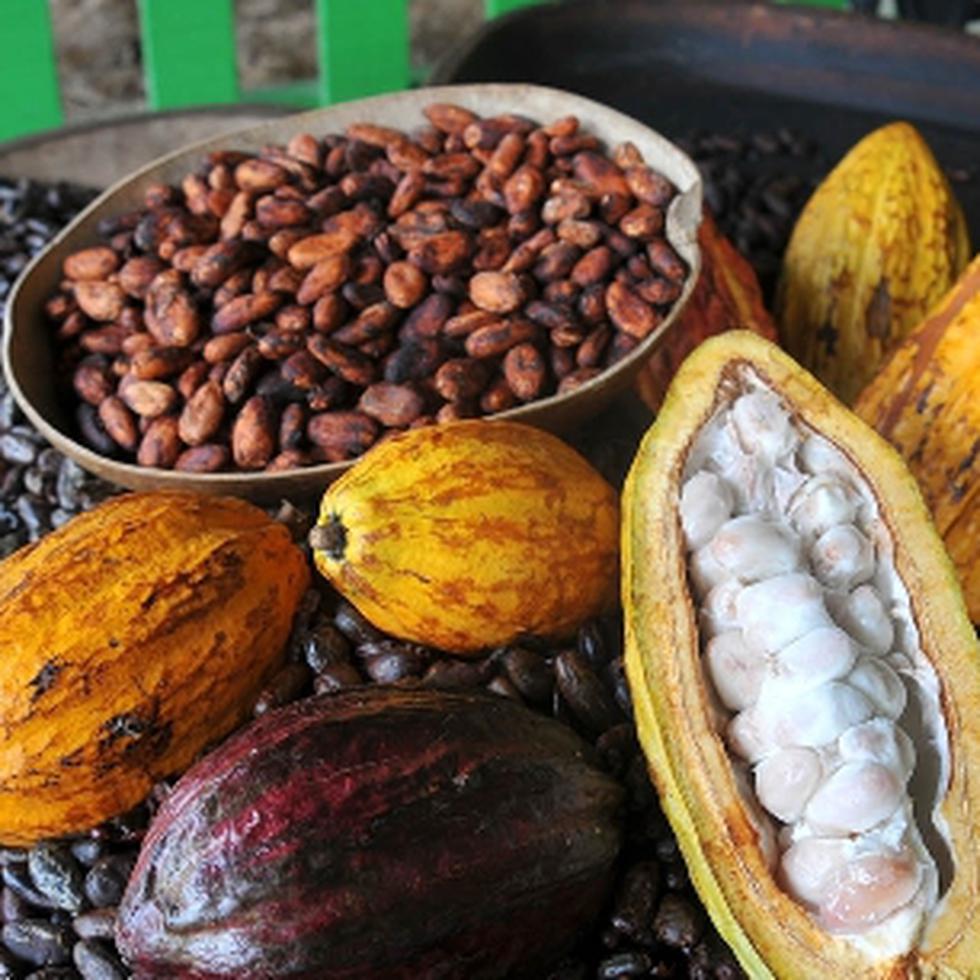Los visitantes conocerán cómo se hace el chocolate de la semilla del cacao. (Archivo)
