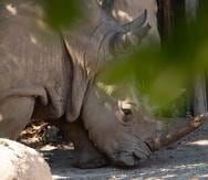 Imagen de archivo de Felipe, rinoceronte blanco que habitó en el zoológico de Mayagüez.