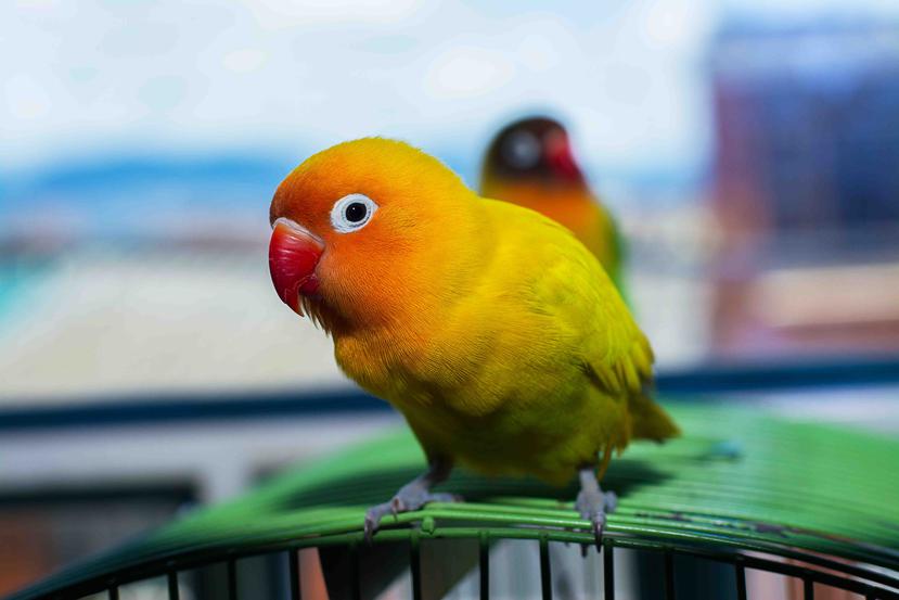 El querellante alegó que alguien entró al patio de su residencia y se robó 150 lovebirds. (Shutterstock)
