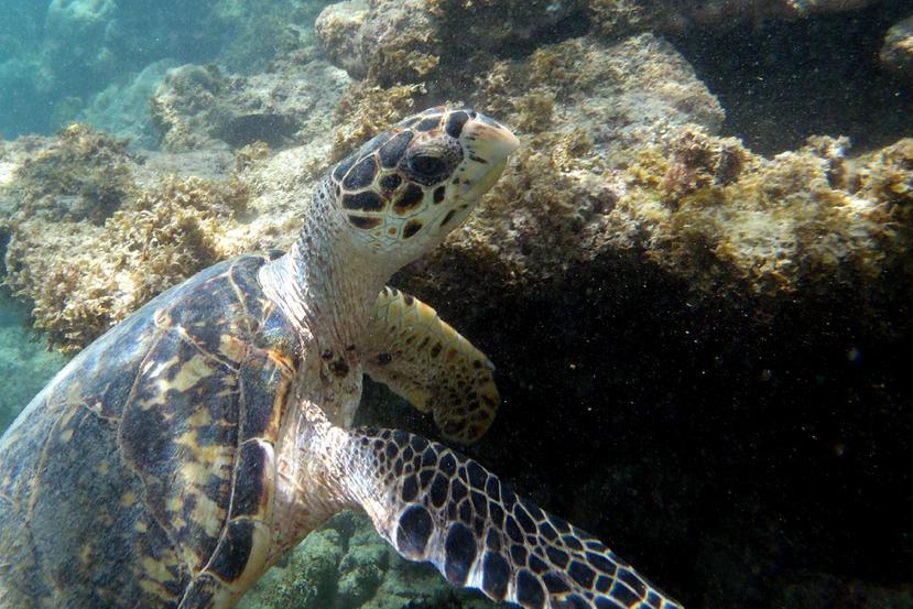 La reserva es hábitat de tortugas marinas juveniles.