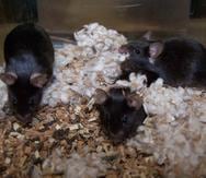 Para el estudio los ratones serán manipulados genéticamente para hacerles susceptibles de infectarse. (Archivo)