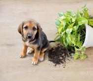 Siempre puedes invertir recursos para enseñarle a tu perro a respetar tus plantas.