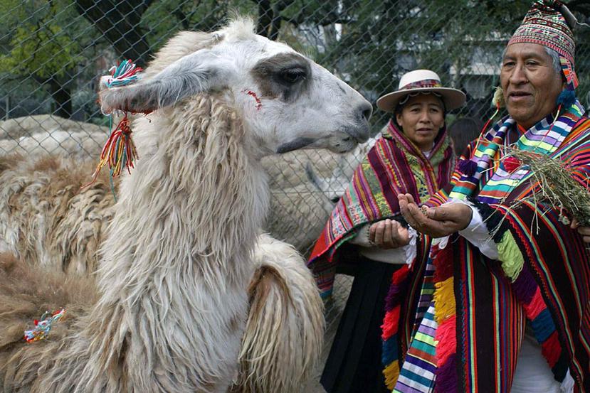 La lana de alpaca se exporta en gran parte a China, Italia, Japón y el Reino Unido. (Archivo/GFR Media)