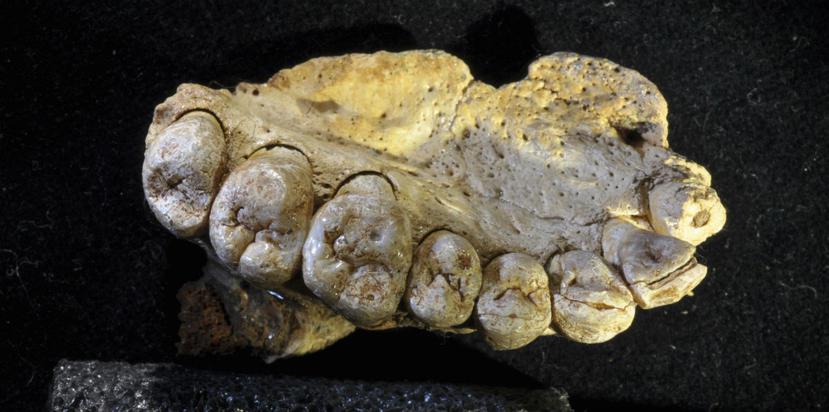 Esta foto proporcionada por el investigador Gerhard Weber muestra una parte de la mandíbula superior izquierda y los dientes del fósil Misliya-1. (AP)