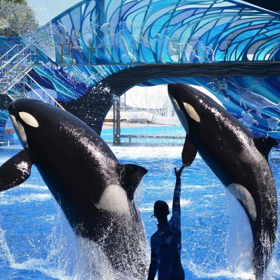 Seaworld, que cuenta con doce parques, anunció en 2016 que acabaría con los espectáculos con orcas.