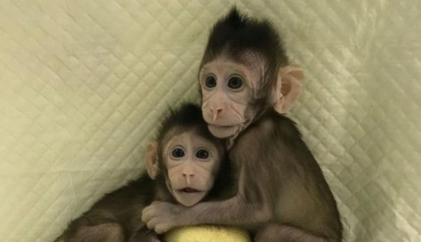 Los dos primates que se clonaron (Zhong Zhong y Hua Hua) viven ahora como "monos normales". (Fuente / Academia de Ciencias China)