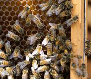 Por ahora, la abeja boricua no tiene nombre científico. Al momento, se tienen los datos genéticos y conductuales de la especie, pero falta información de su morfología y reproducción.