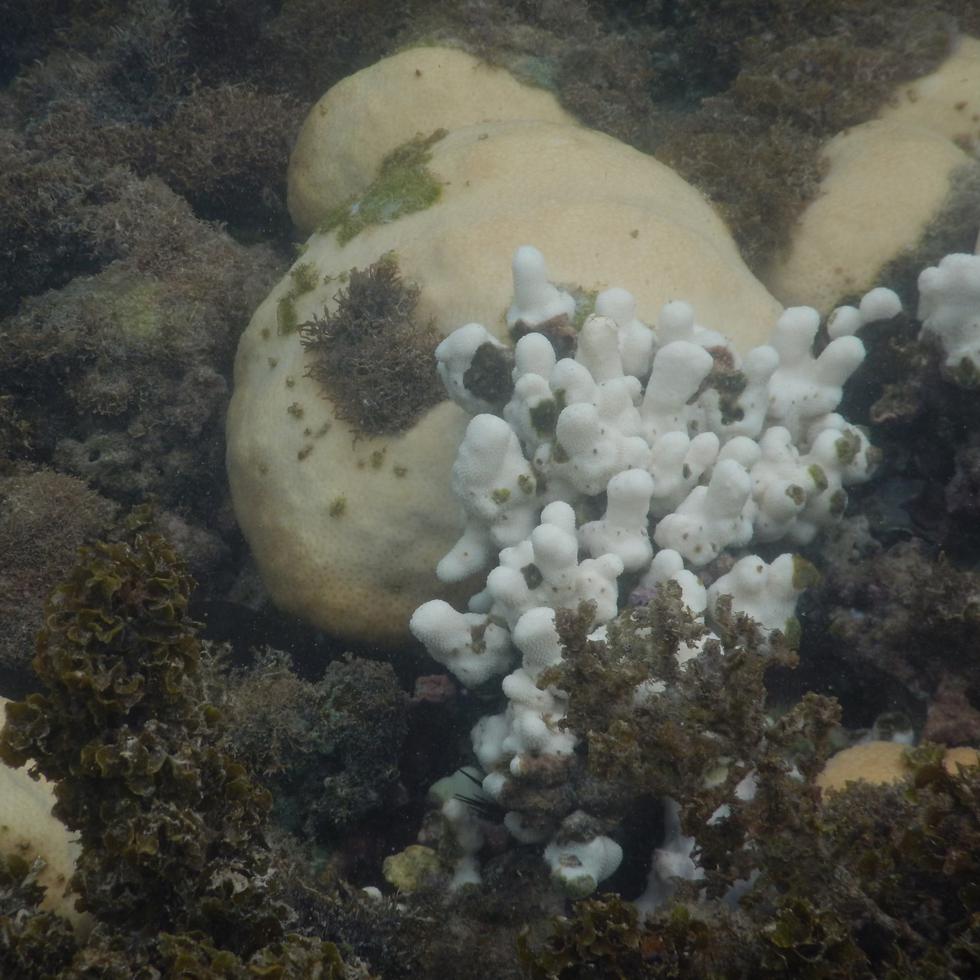 Blanqueamiento de corales en el área de la reserva natural La Jungla, cerca de la costa de Guánica.