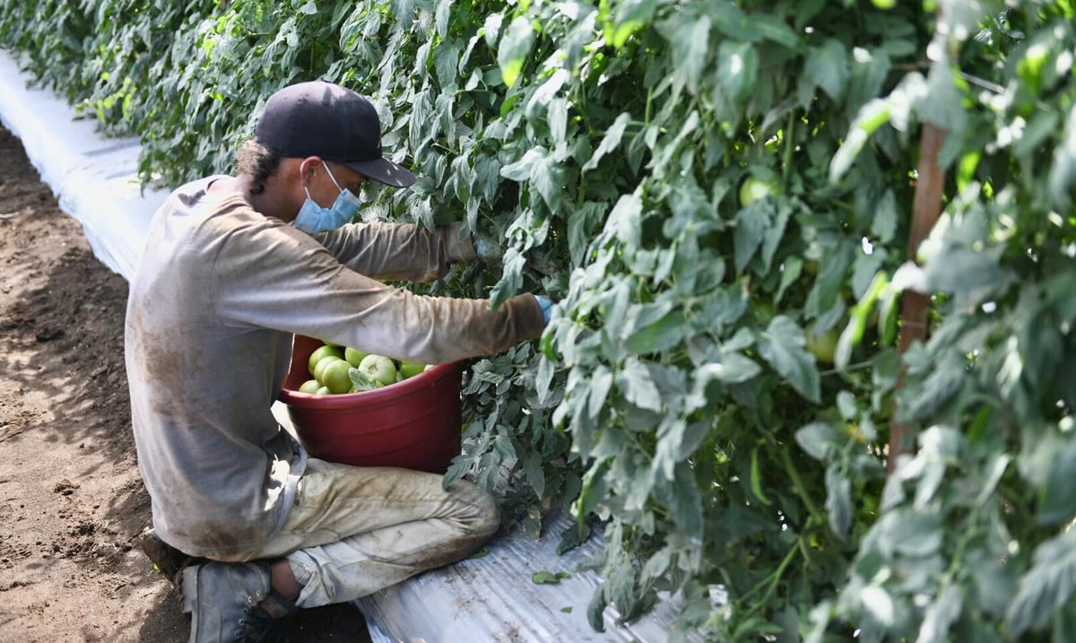 Buscan recruits 300 tomato harvesters to work in a finch in Santa Isabel
