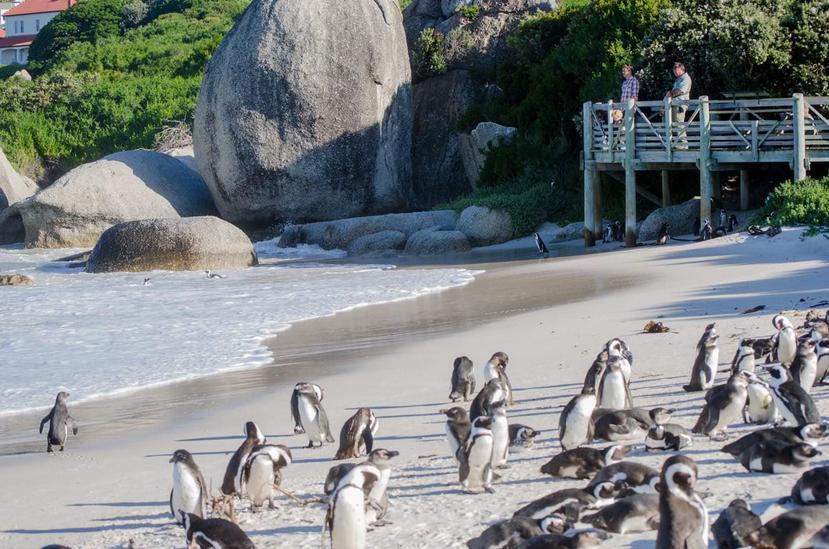 Una visita obligada es a la playa Boulders Beach, para ver la colonia de pingüinos.