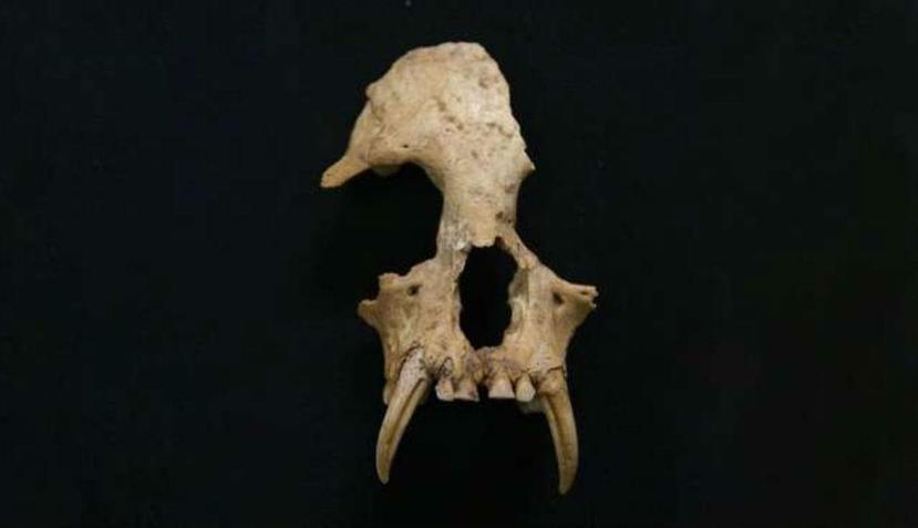 Parte del cráneo del Junzi imperialis. (EFE)