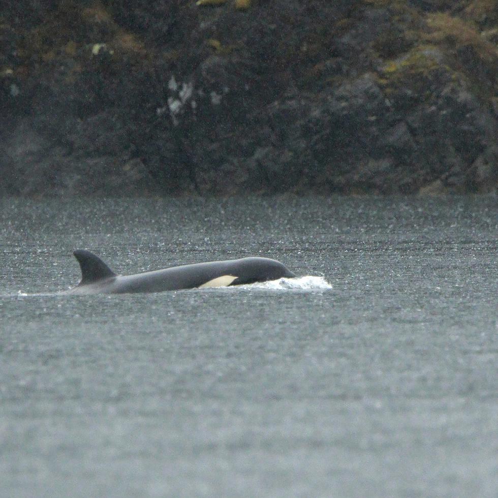 Una cría de orca huérfana, en una laguna cerca de Zeballos, Canadá, será transportada por aire y puesta en libertad en el océano.