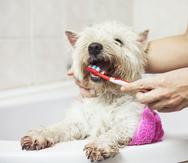 Es importante crear en la mascota el hábito de cepillarle los dientes, incluso desde que es un cachorro.