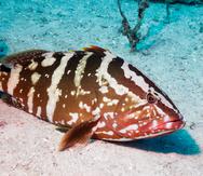 El mero cherna, también llamado Nassau grouper, puede alcanzar un tamaño de cuatro pies y pesar unas 50 libras.