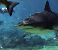 Los tiburones más agresivos son el tiburón toro y el tiburón tigre. (Archivo)